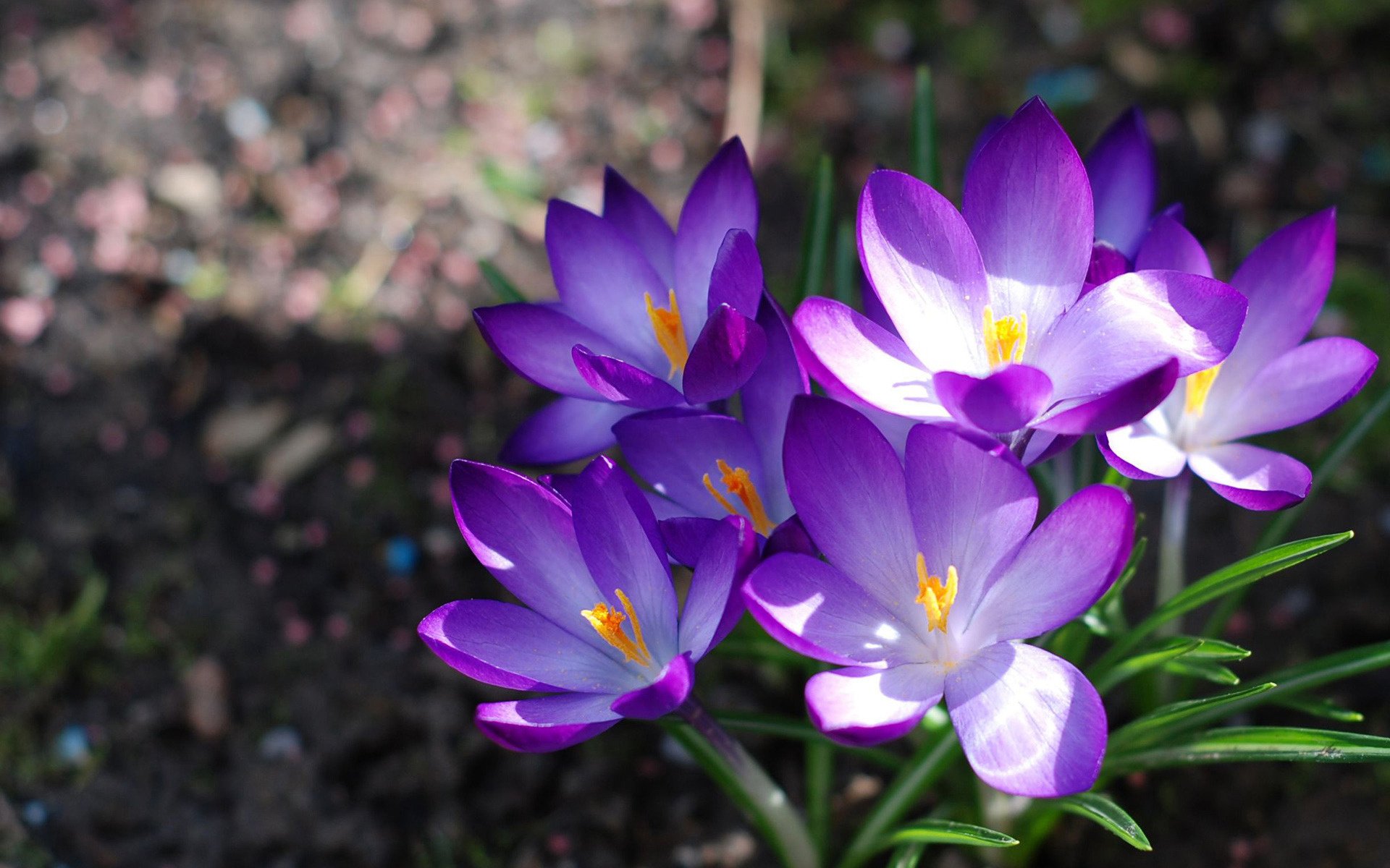 fleurs crocus primevère bouquet nature printemps gros plan