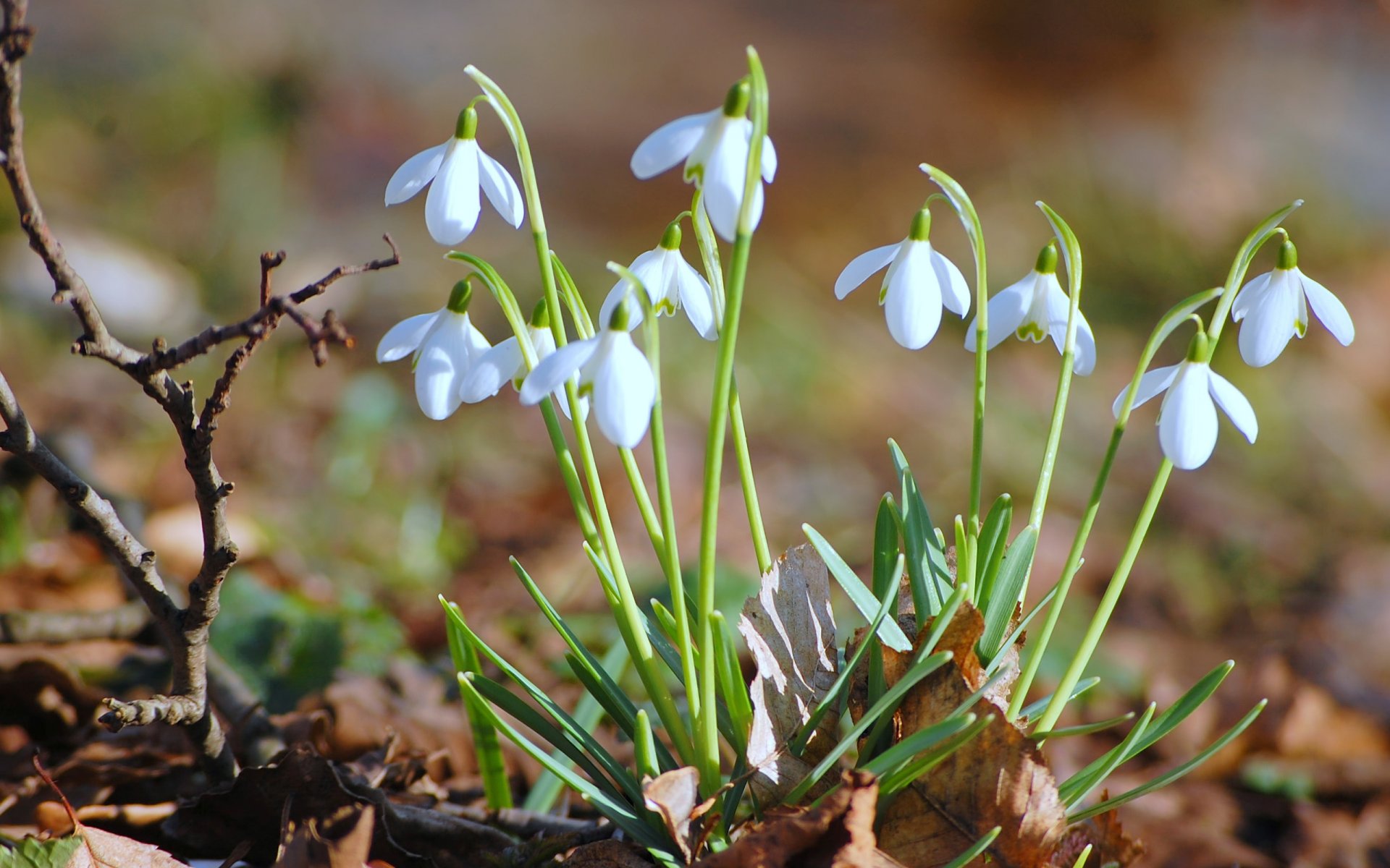 perce-neige fleurs primevères feuillage sec feuilles branche printemps gros plan