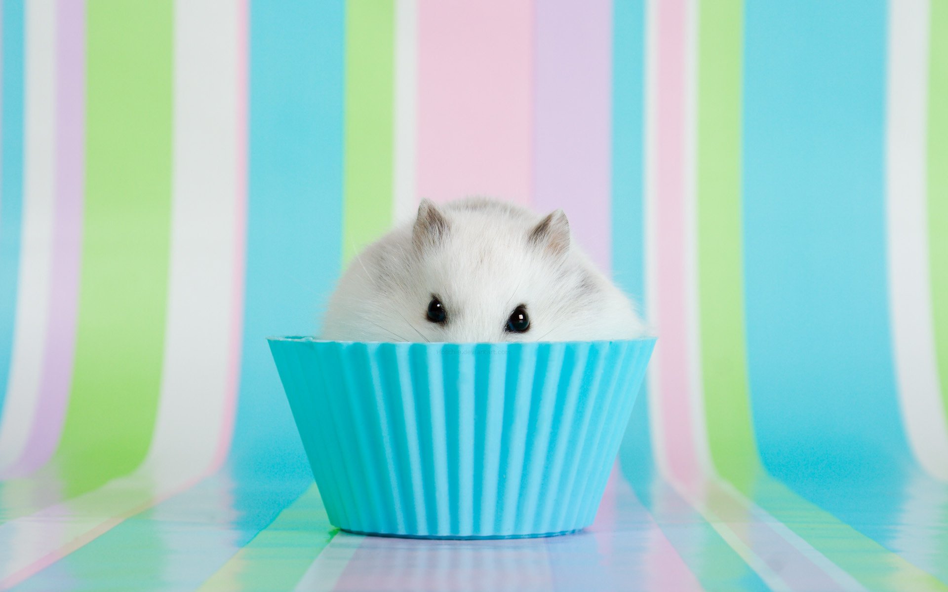 hamster schüssel augen ohren nagetiere hintergrund regenbogen blick