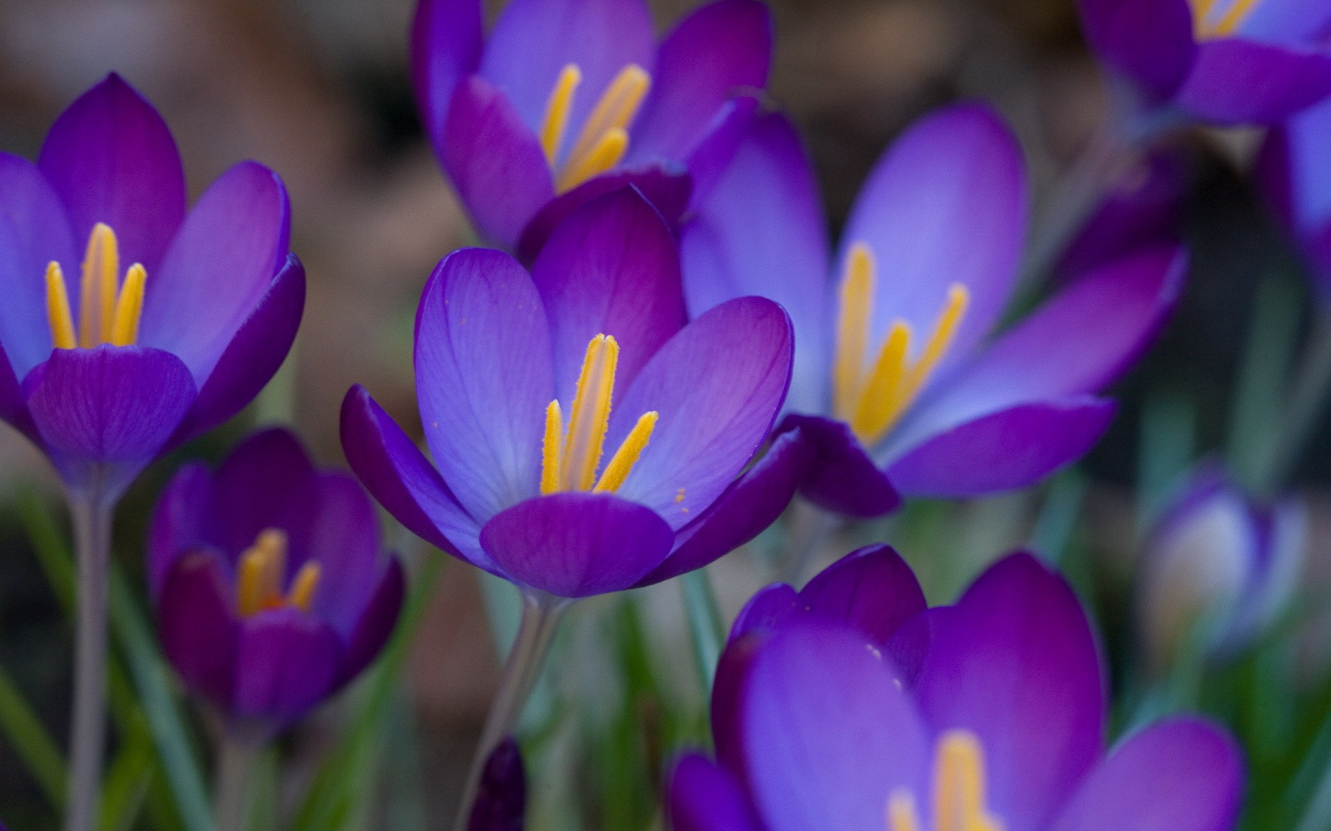 flores azafrán prímula púrpura púrpura primavera macro campo