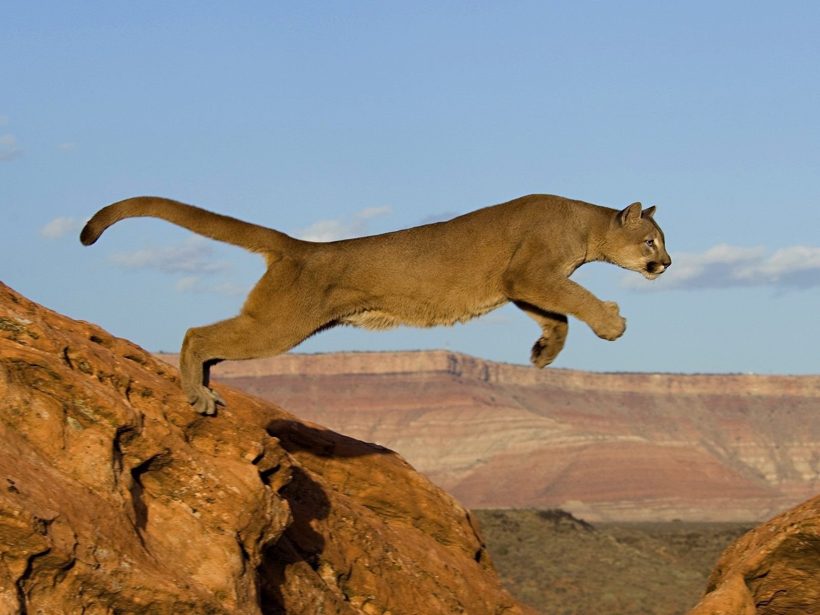 puma chat saut prédateur afrique roches animaux félin