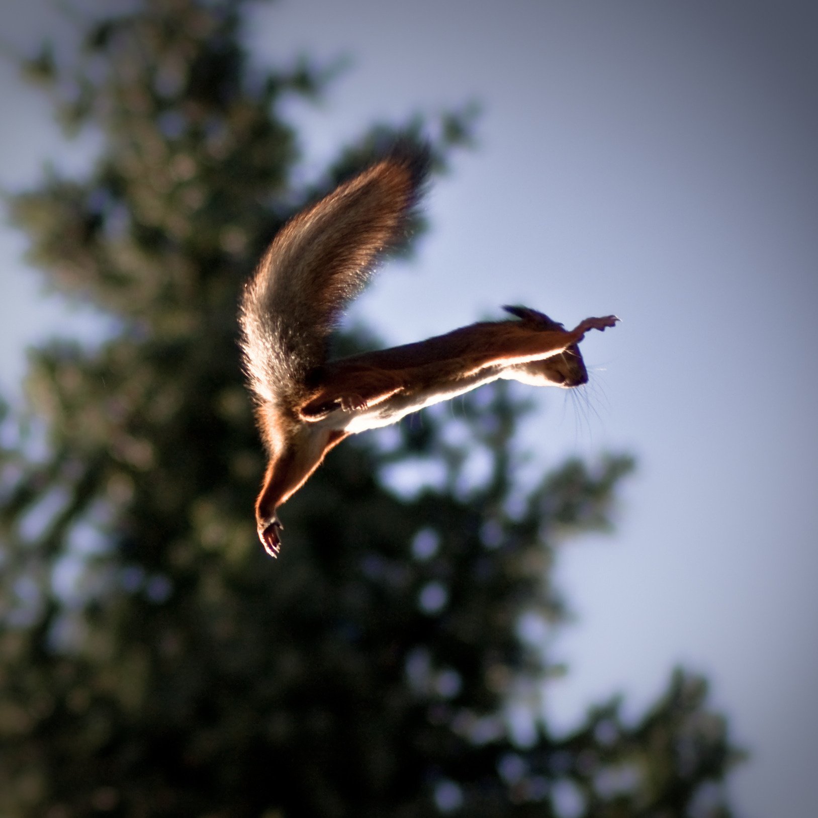 quirrel protein flight jump background tail the sky tree speed