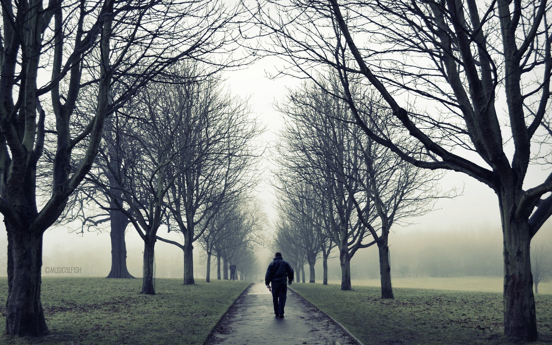 people male one walk loneliness park trees branch autumn fog road mood nature