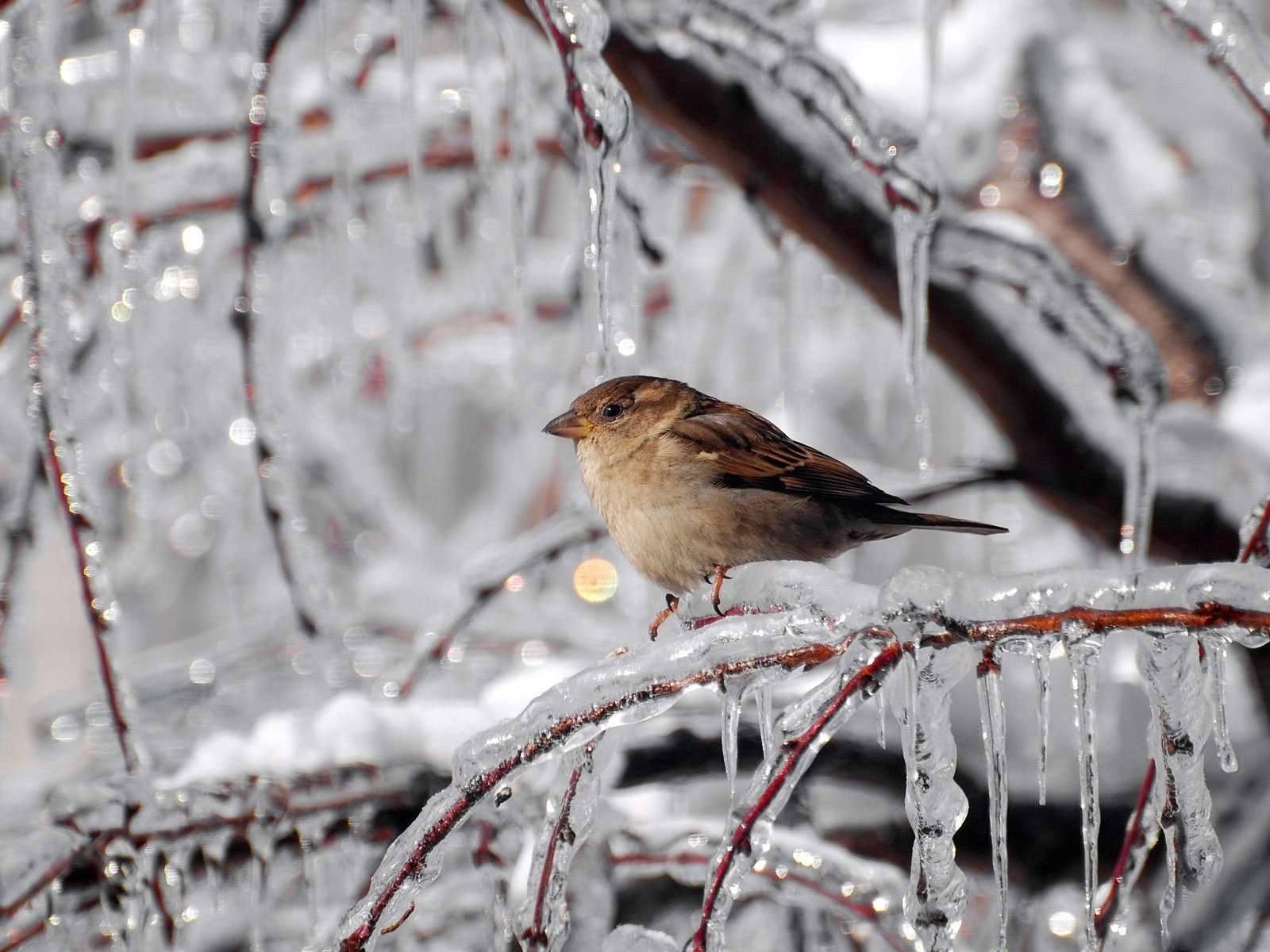 invierno halodo escarcha hielo carámbanos ramas gorrión aves plumas