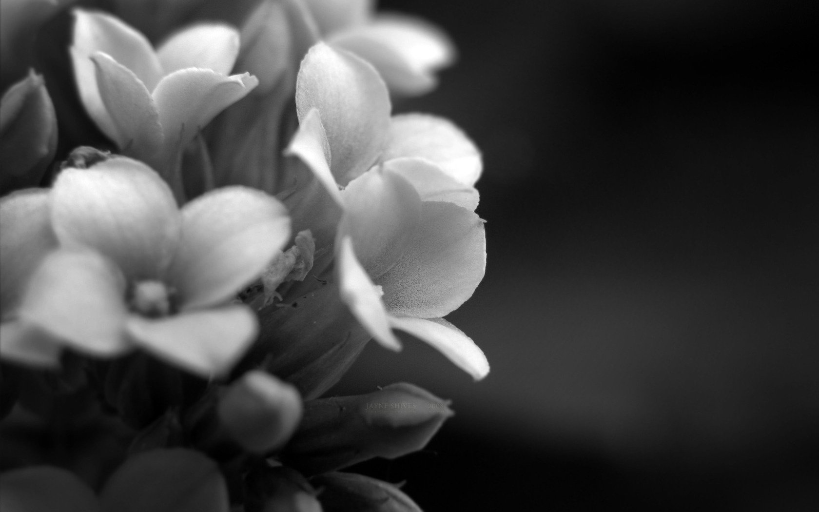 photo flowers ceny background macro plant petals black and white background wallpaper