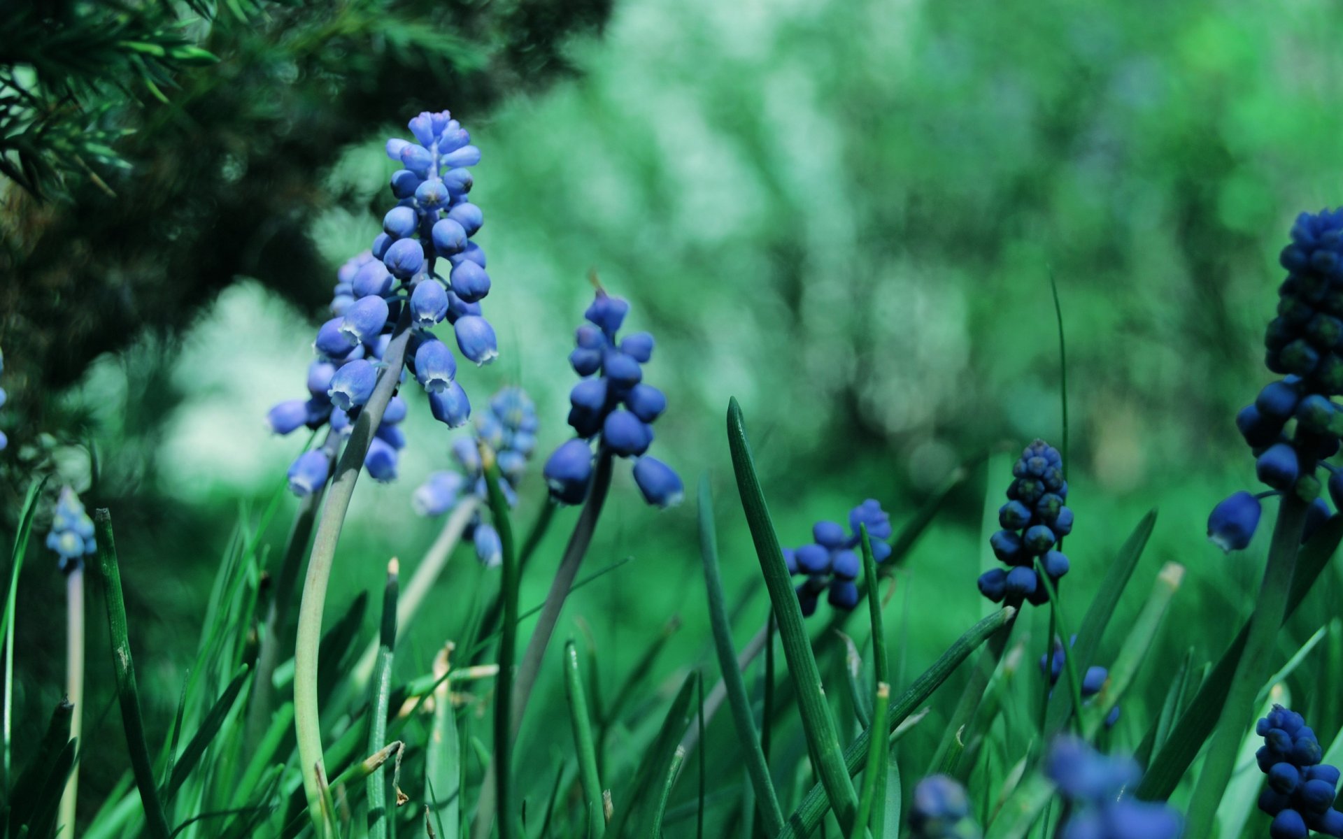 macro flowers grass muscari blue plants garden green color greens branch glare blur treatment nature