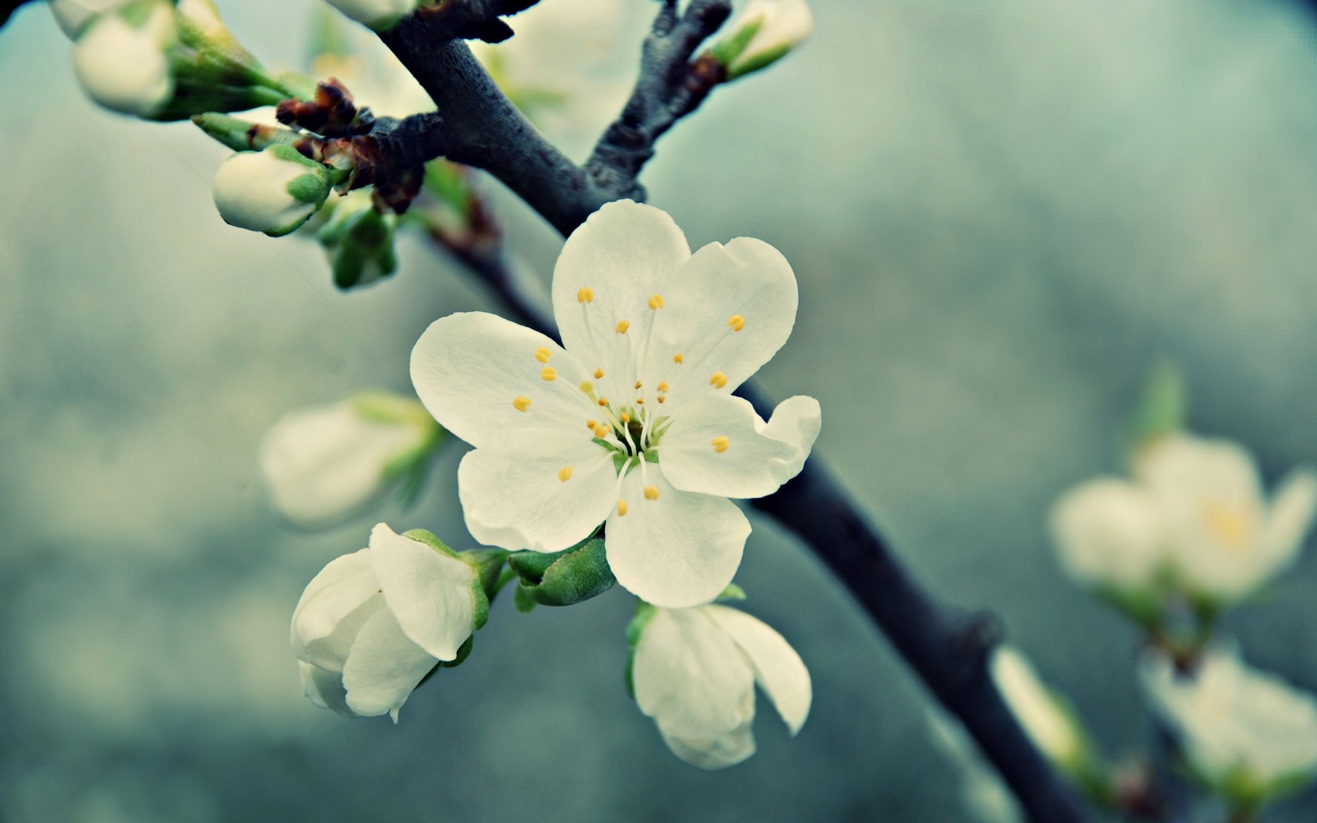 flower flowers white cherry spring flowering petals branch macro