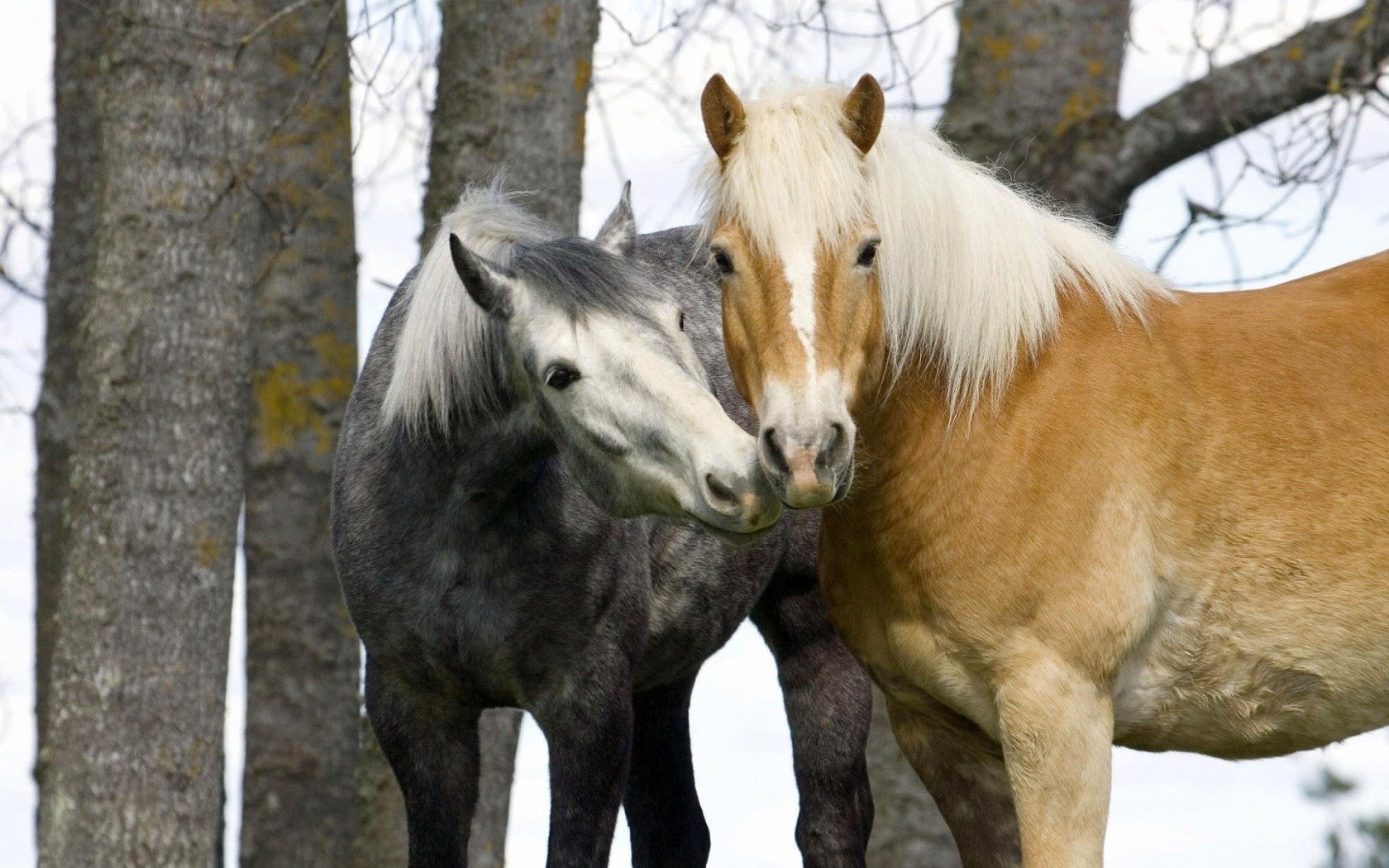 herbst pferd paar zärtlichkeit huftiere bäume grau salz