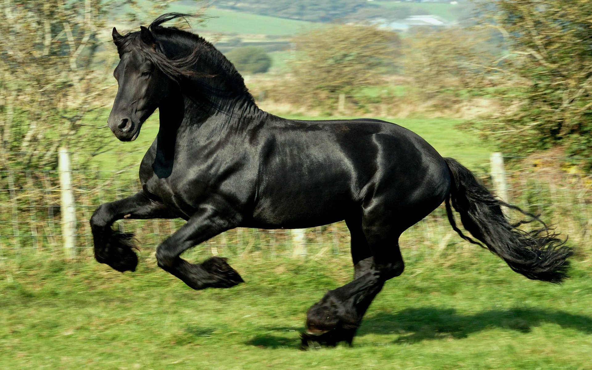 pferd schwarz fries galopp springt huftiere geschwindigkeit erde hintergrund krähe