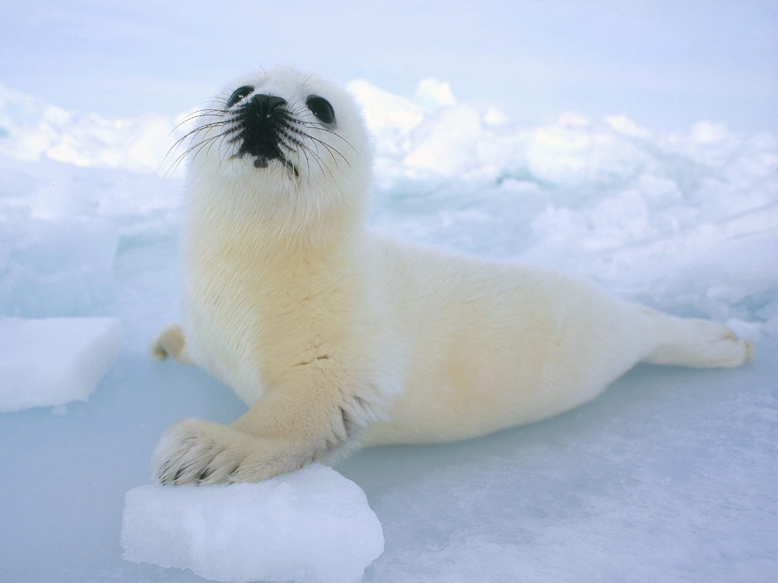 now belek baby seal animals look curiosity mustache ice amphibian