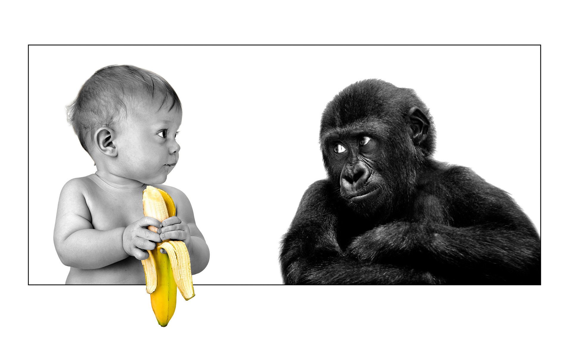 the person gorilla friendship colored banana banana child monkey frame look grin friendship animals children