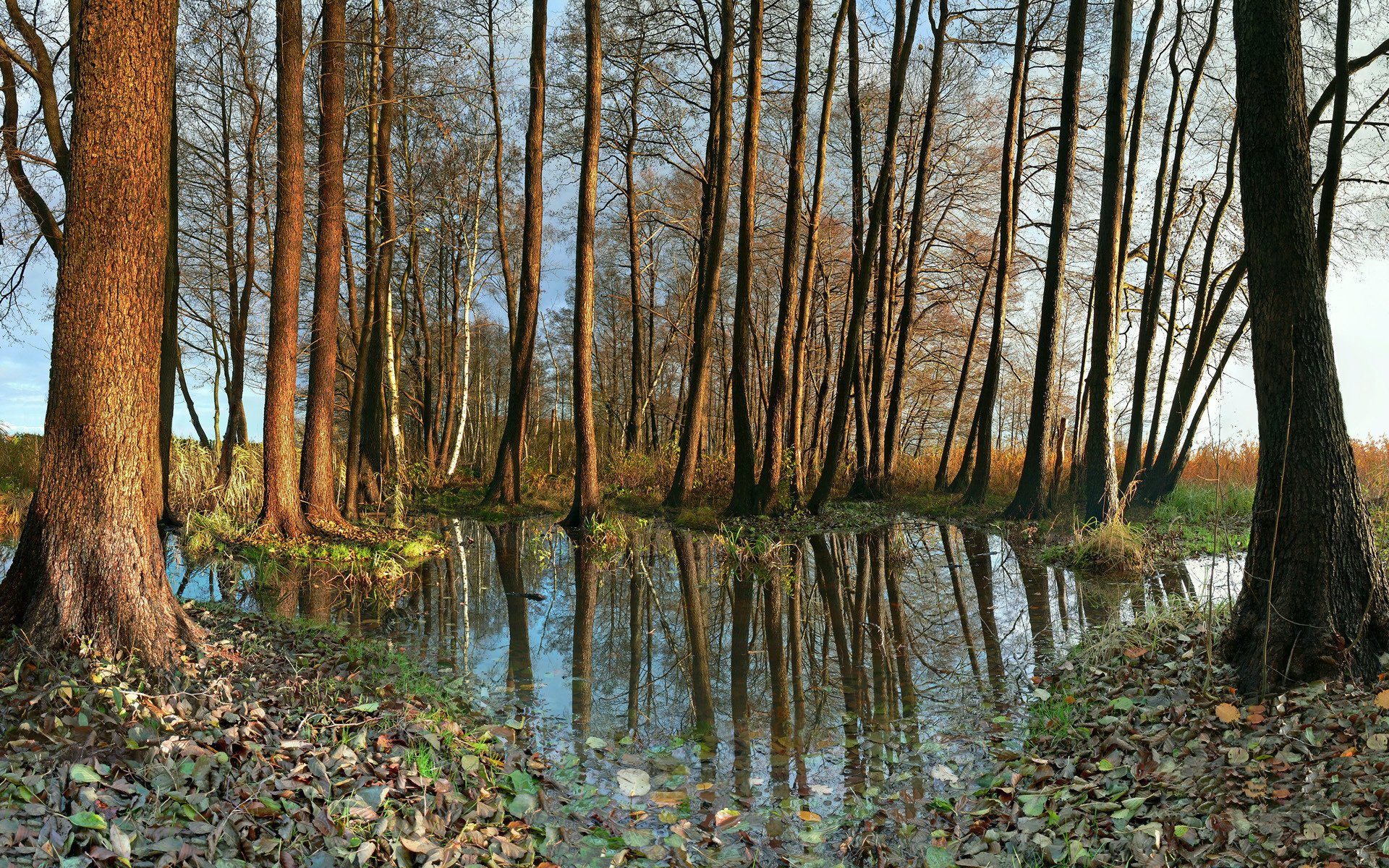 nature germany trees water photo autumn leaves foliage autumn wallpaper forest reflection trunk