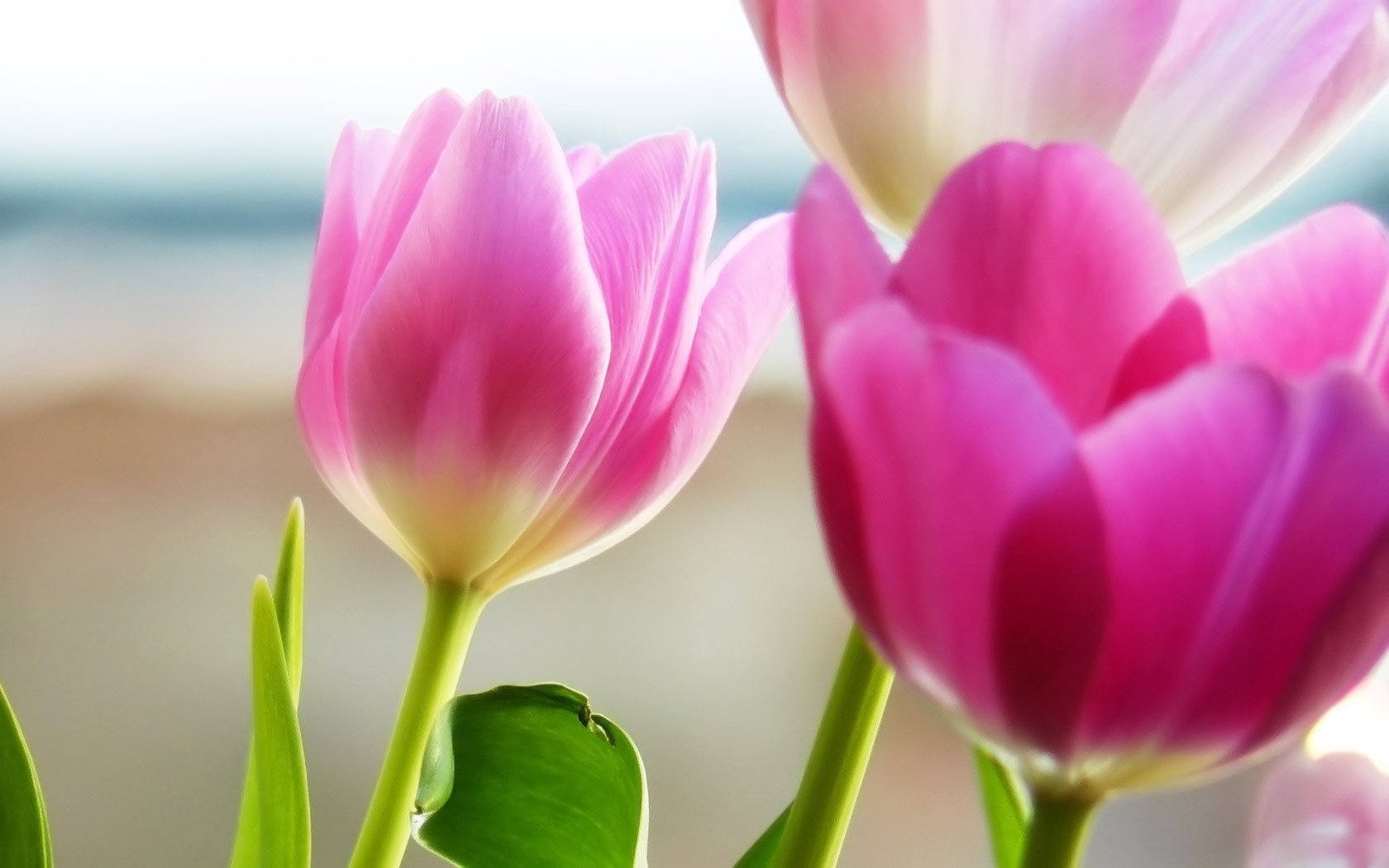 pink flowers petals tulip