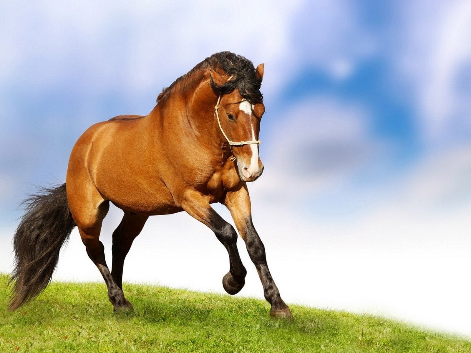 horse gallop grass mane tail ungulates speed earth the sky background clouds chestnut