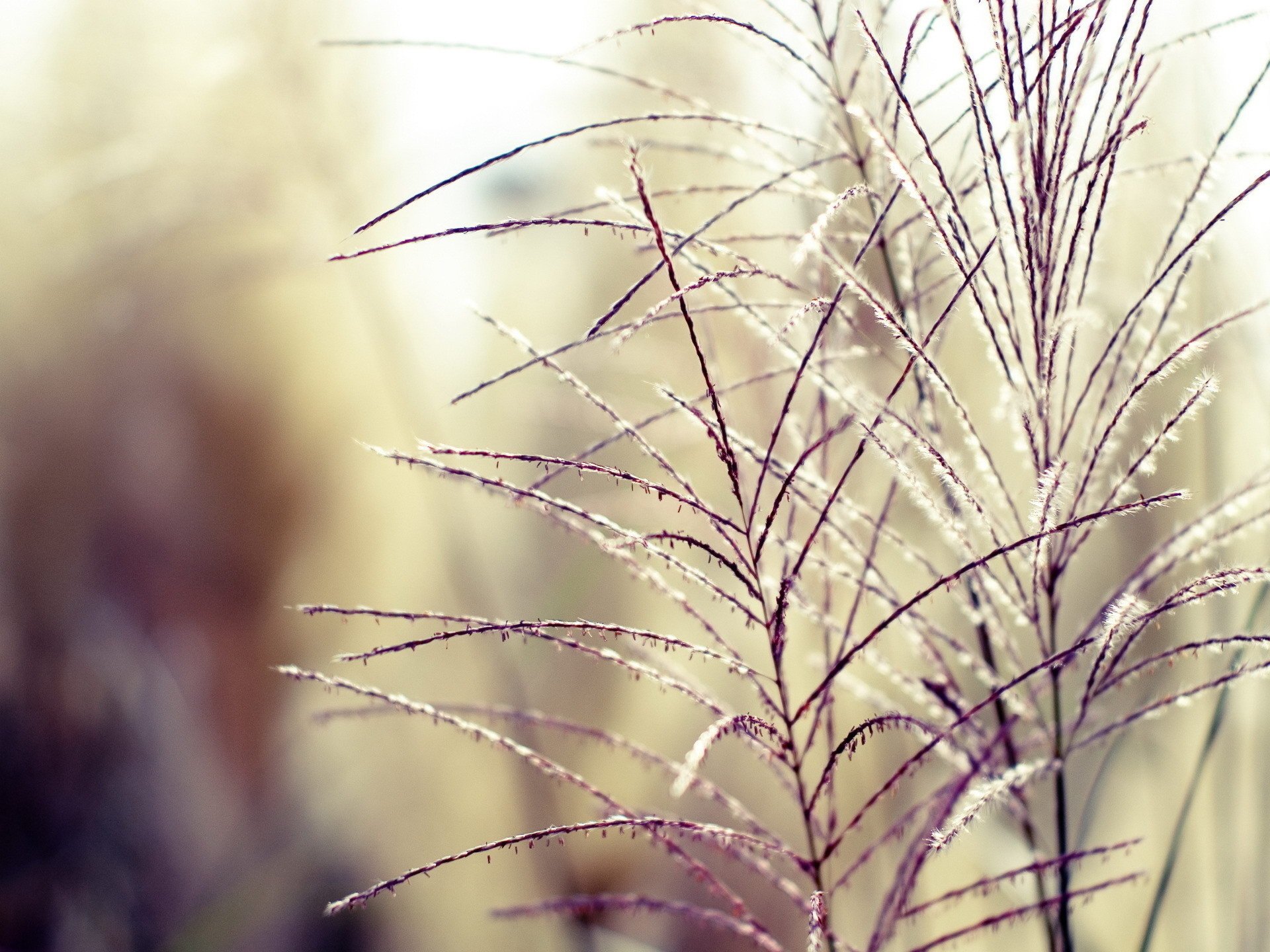 weed field tenderness blur