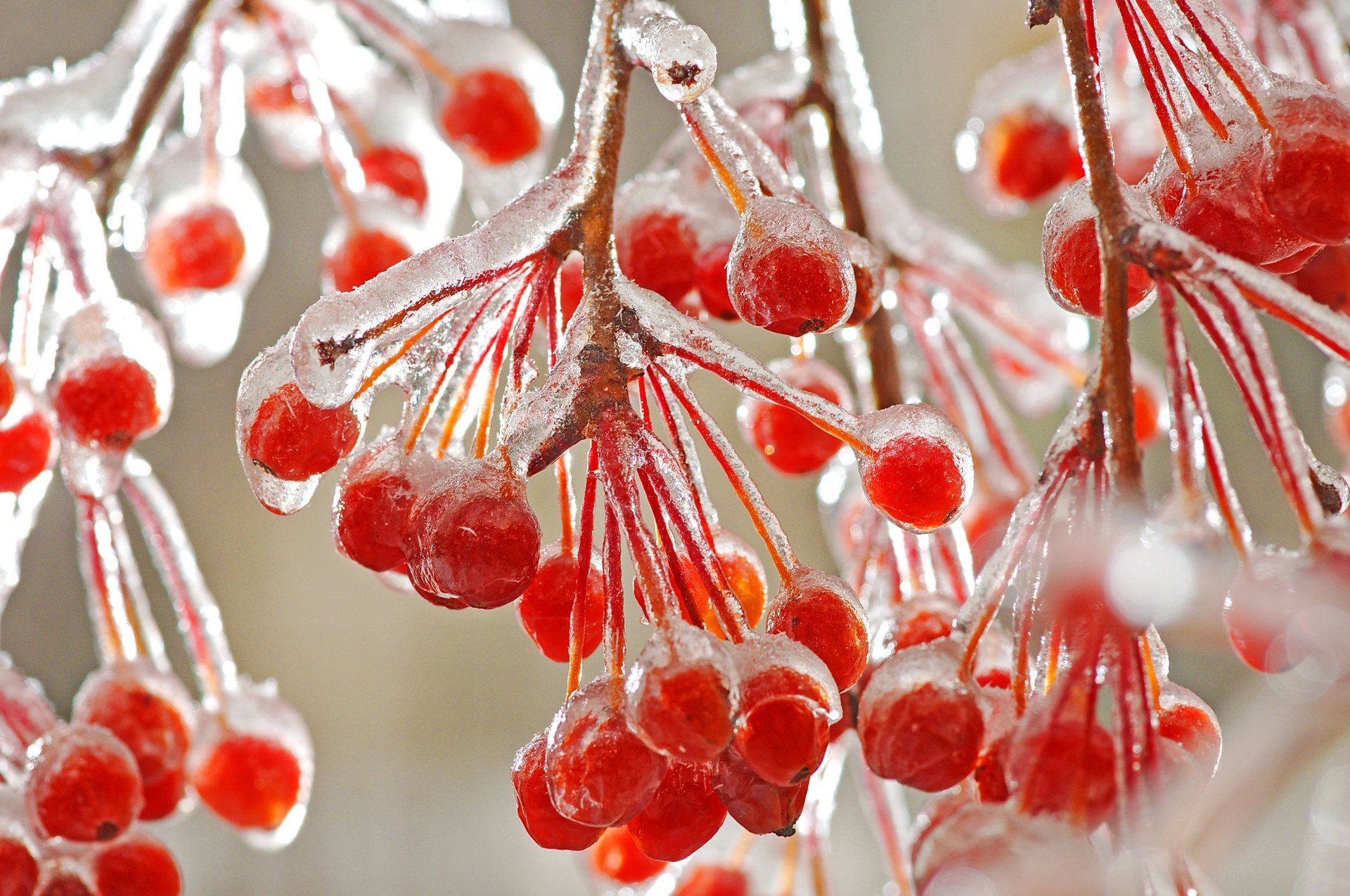 macro branches rouge baies glace gel froid hiver