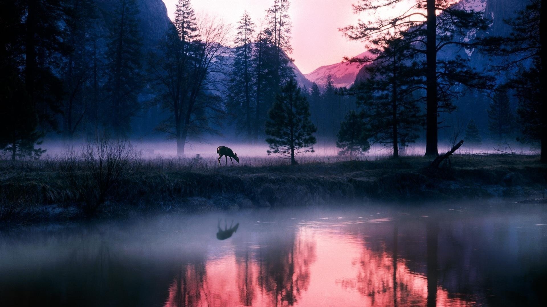 wald bergnebel see hirsch dämmerung berge reflexion weide tier fluss ufer natur landschaft morgen wasser fluss nebel bäume