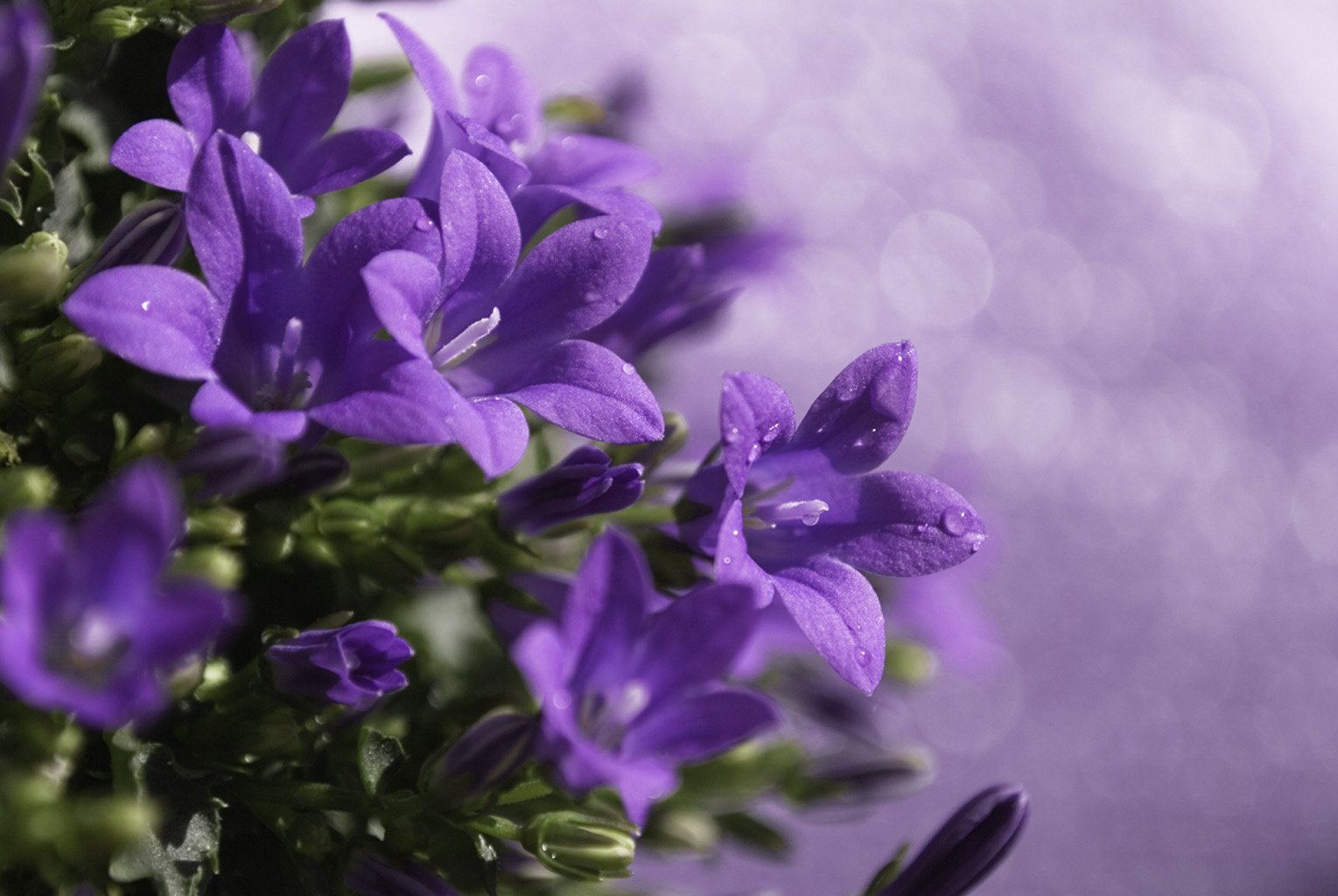 bells flowers purple lilac macro drops plant blur glare treatment