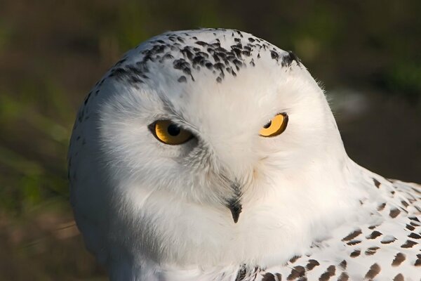 Ein scharfer Blick auf eine weiße Eule