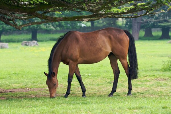 A brown horse grazes in a field under the branches of trees