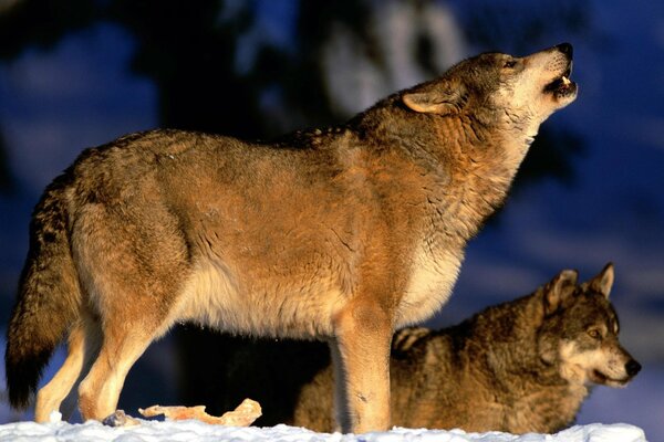 A pack of wolves barks at the moon on a winter night