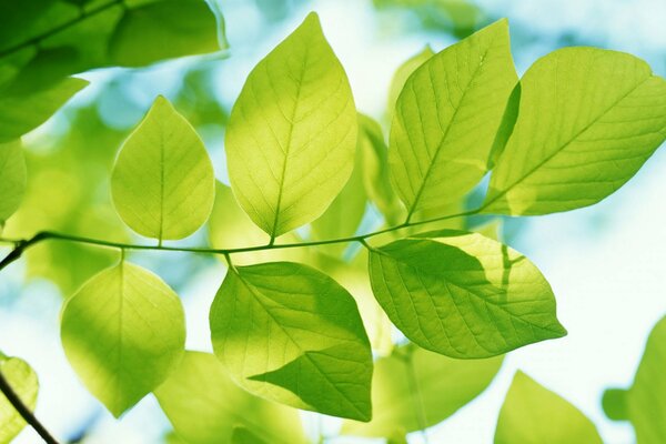 Branche d arbre avec des feuilles bleu pâle