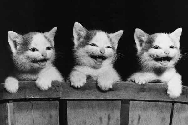 Imagen en blanco y negro de los gatitos detrás de la cerca