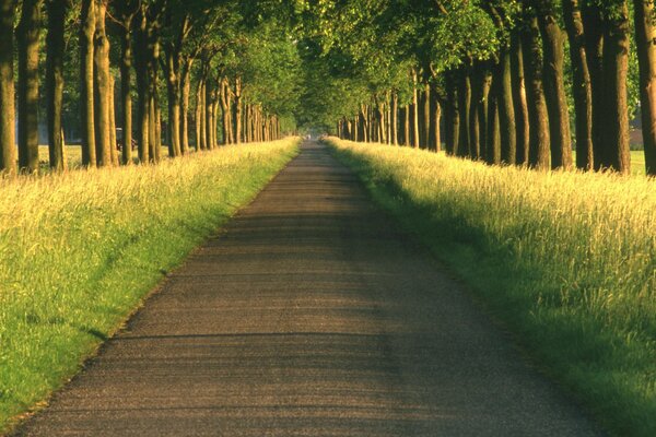 Herbe sur le bord de l allée de la forêt