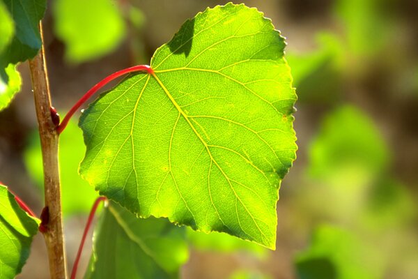 Spring linden leaf in the sun