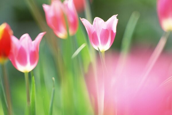 Tulipes avec un milieu blanc sur un fond vert-rose flou