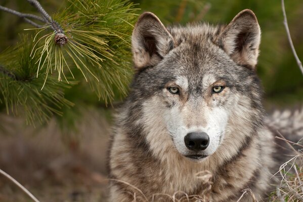 A forest predator with a stern look