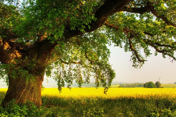 Quercia possente solitaria sul campo