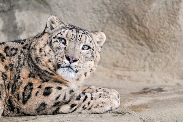 Relaxed plush snow leopard