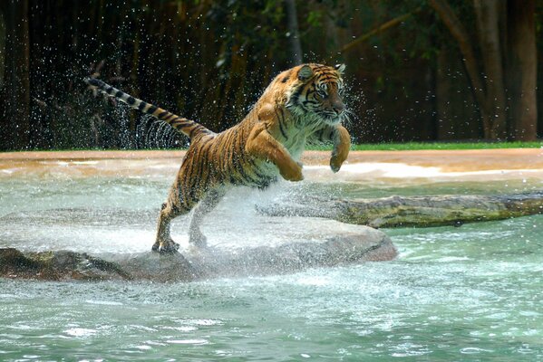 Nobile tigre pronta a tuffarsi