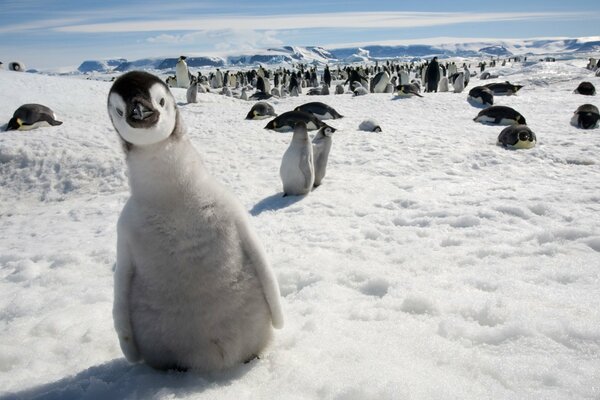 Curioso pollito pingüino pisando la nieve