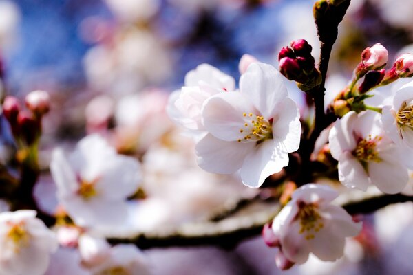 Apfelbäume mit weißen Blüten auf Zweigen am Frühlingshimmel