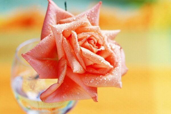 Rose in Tautropfen in einem Glas