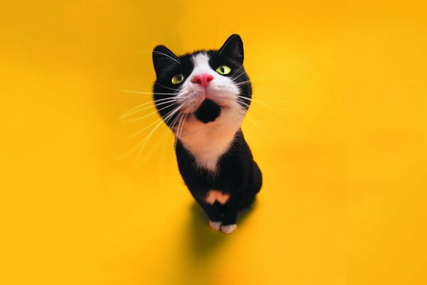 A black and white cat with a curious look