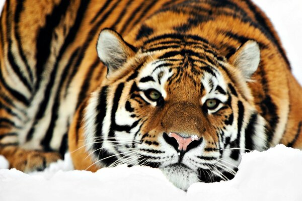 Ein Tiger mit Katzenauge liegt im Schnee