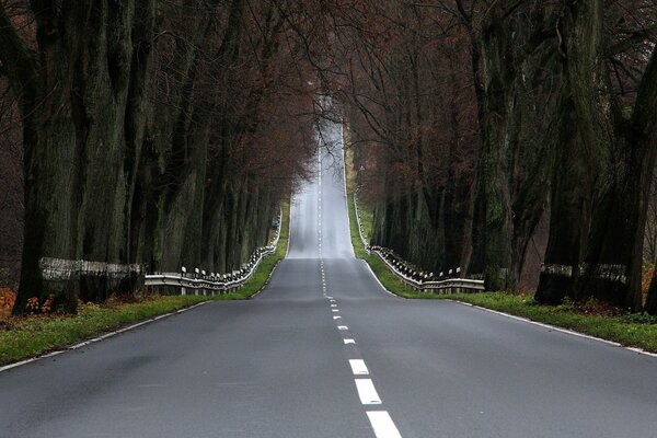 Carretera asfaltada a lo largo del bosque de otoño