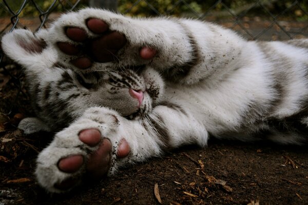 The tiger cub sleeps near the fence with its muzzle closed with its paws