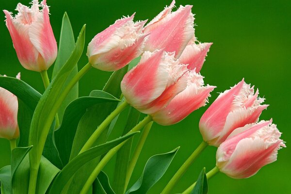 Tulipes éponge rose et blanc sur fond vert