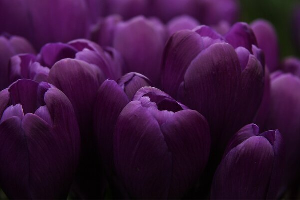 Bouquet of purple tulips on a dark background