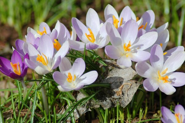 Spring lilac crocuses around the stone