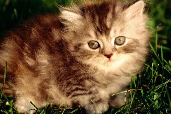 Ein flauschiges kleines Kätzchen sitzt im Gras