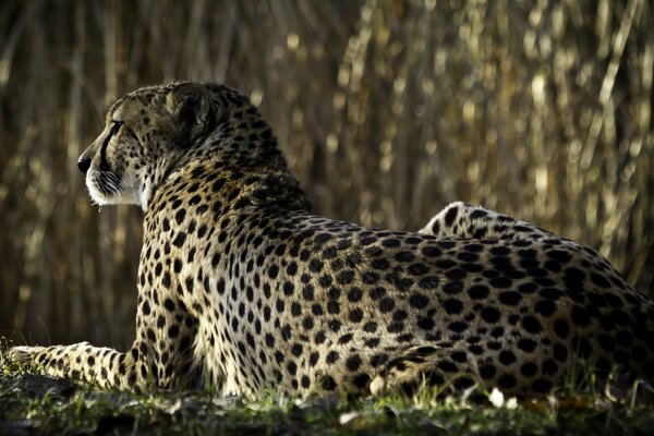 Gepard von hinten. Schaut in die Ferne