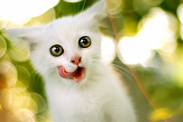 The white kitten has its eyes bulging and is licking its lips