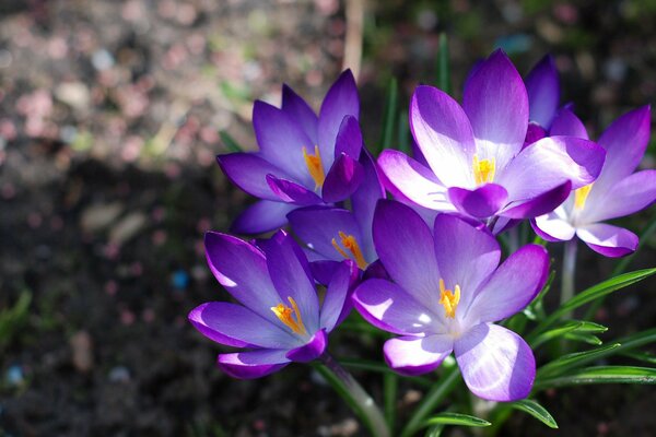 Frühling Makro Blumenstrauß der Primel Krokusse