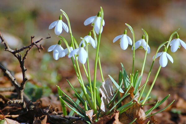 Die ersten Frühlingsblumen sind Schneeglöckchen unter den trockenen Blättern des letzten Jahres