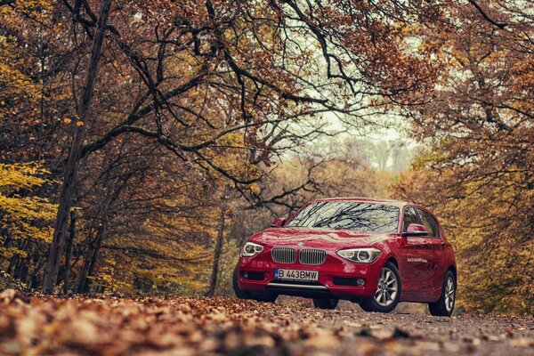 BMW rouge sous les voûtes des arbres dans la forêt d automne